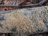 Trametopsis cervina image