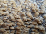 Trametopsis cervina image