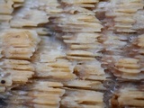 Trametopsis cervina image