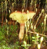Phylloporus rhodoxanthus image