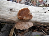 Phellinus gilvus image