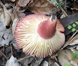 Russula sanguinaria image