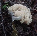 Tremellodendron pallidum image