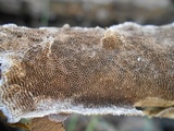 Trametes villosa image