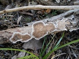 Trametes villosa image