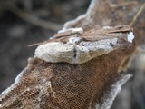 Trametes villosa image
