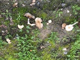 Psathyrella piluliformis image