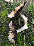 Psathyrella piluliformis image