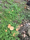 Psathyrella piluliformis image