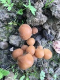 Psathyrella piluliformis image