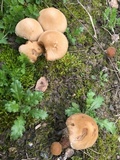 Psathyrella piluliformis image