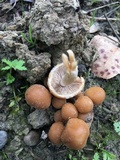 Psathyrella piluliformis image
