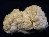 Hericium abietis image