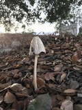 Coprinellus flocculosus image