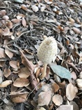 Coprinellus flocculosus image