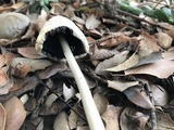 Coprinellus flocculosus image