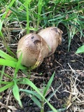 Coprinopsis romagnesiana image