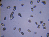 Resupinatus alboniger image