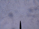 Resupinatus alboniger image