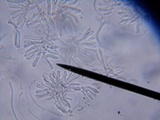 Resupinatus alboniger image