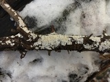 Lyomyces juniperi image