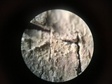 Lyomyces juniperi image
