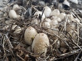 Coprinopsis variegata image