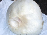 Agaricus osecanus image