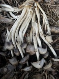 Coprinopsis variegata image