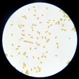 Pholiotina utricystidiata image