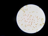 Pholiotina utricystidiata image