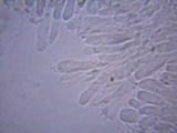 Gymnopus semihirtipes image