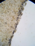 Pholiotina utricystidiata image