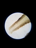 Pholiotina utricystidiata image