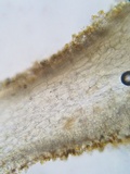 Pholiotina utricystidiata image