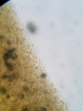 Pholiotina utricystidiata image