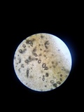 Pholiotina utricystidiata image