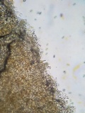 Pholiotina utricystidiata image