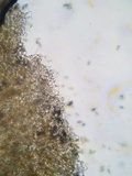 Pholiotina utricystidiata image