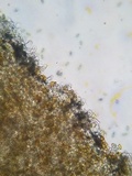Pholiotina utricystidiata image
