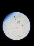 Pholiotina utricystidiata image