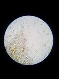 Pholiotina utricystidiata image