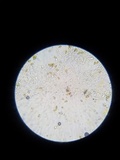 Pholiotina utricystidiata image