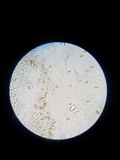 Pholiotina utricystidiata image