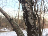 Sistotrema oblongisporum image