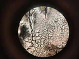 Sistotrema oblongisporum image