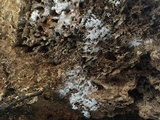 Sistotrema coroniferum image