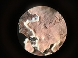 Corticium lombardiae image