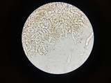 Corticium lombardiae image