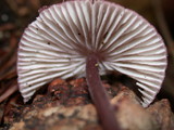 Mycena purpureofusca image
